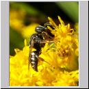 Oxybelus uniglumis - Weissfleckige Fliegenspiesswespe 05 7mm - Sandgrube Niedringhaussee.jpg